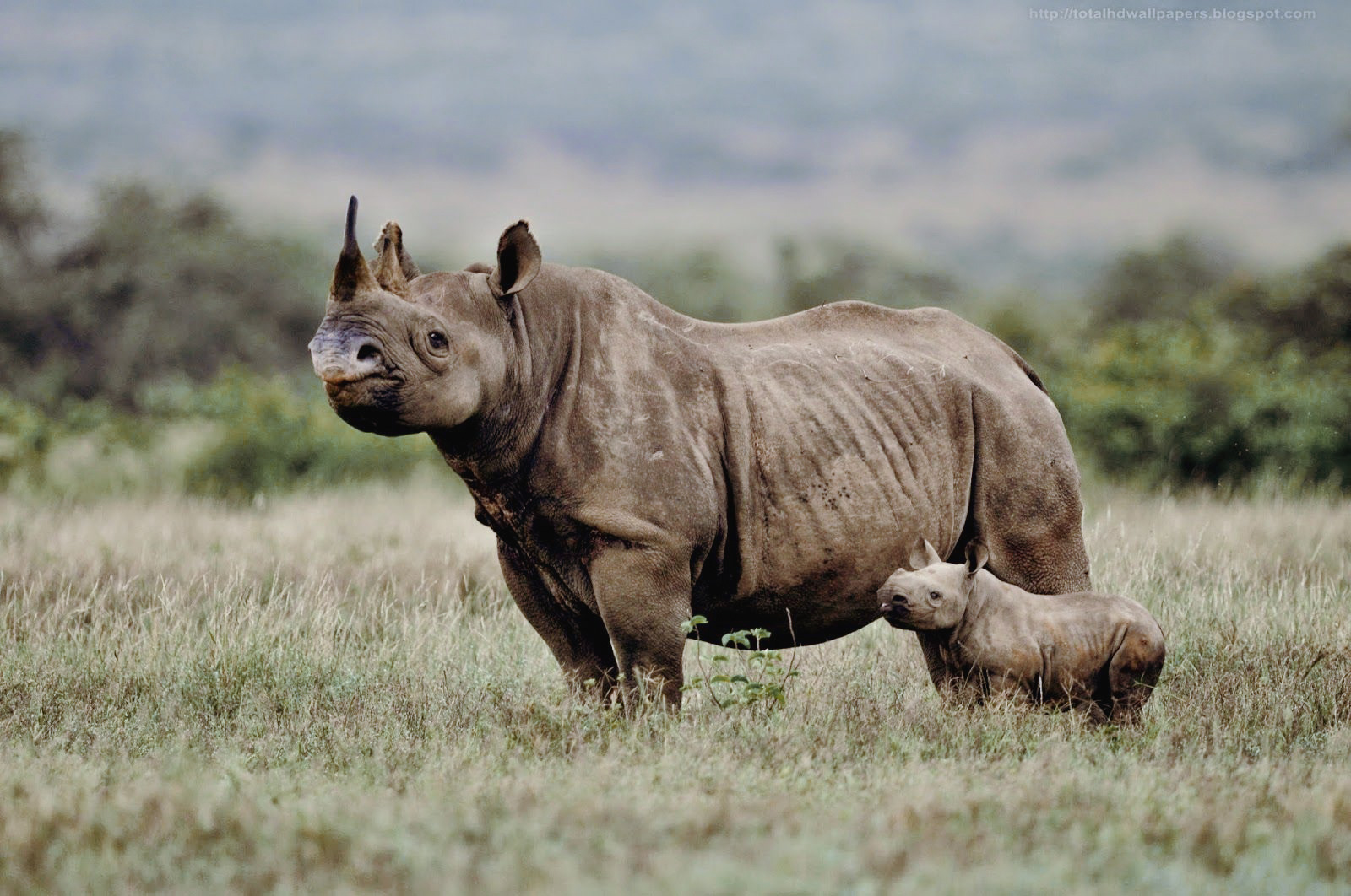Ohorongo – Creating a Conservation Legacy